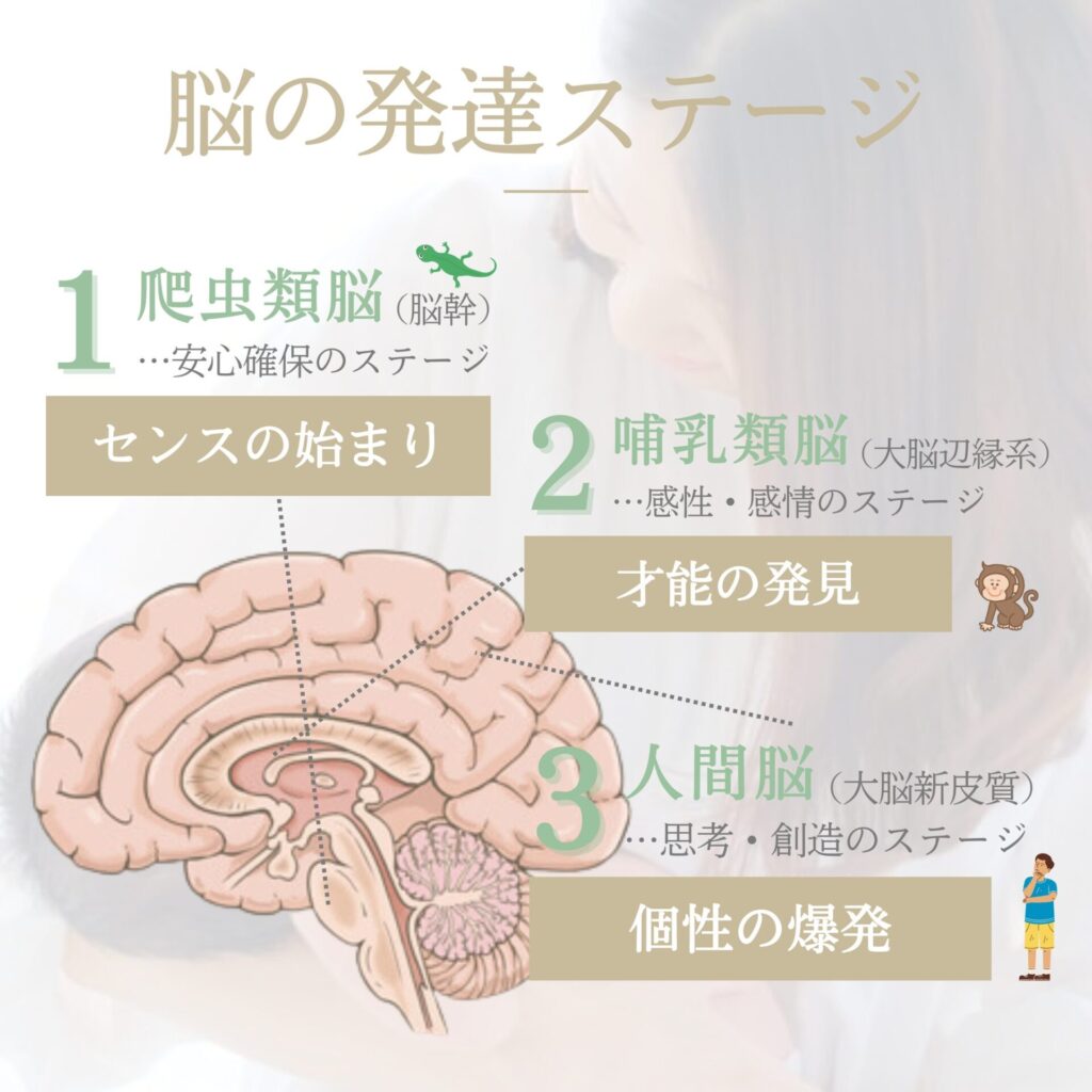 脳の発達ステージ